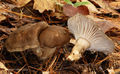 Hygrophorus camarophyllus